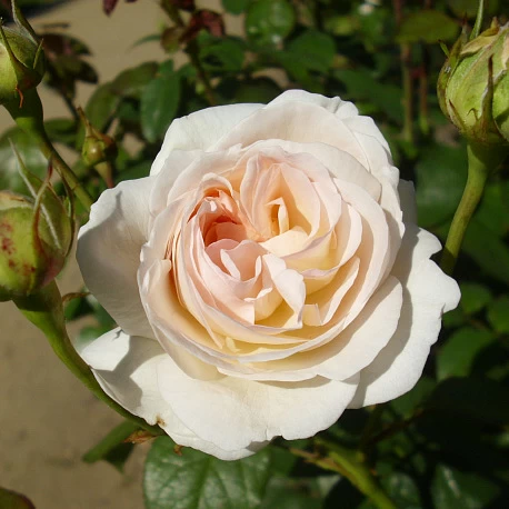 Роза флорибунда Лионс Роуз - Картинка 3