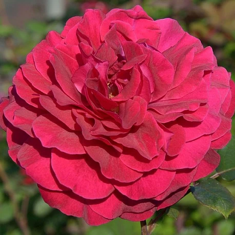 Роза чайногибридная Бельвью  - Картинка 1