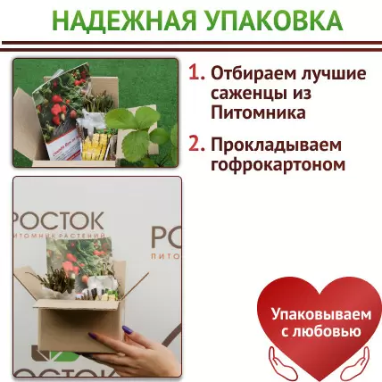 Клубника Джоли 5 шт - Картинка 6