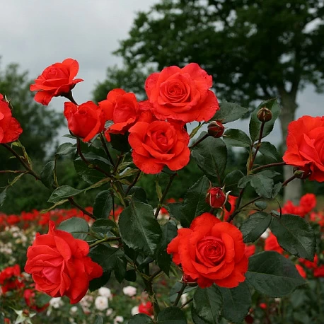 Роза Плетистая красная Салита - Картинка 3