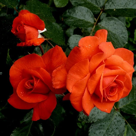 Роза Плетистая красная Салита - Картинка 4