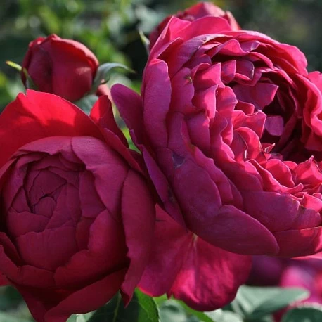 Роза чайногибридная Аскот - Картинка 1
