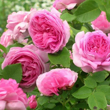 Роза парковая розовая Луис Одьер - Картинка 1