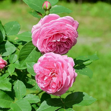 Роза парковая розовая Луис Одьер - Картинка 2