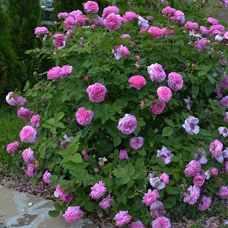 Роза парковая розовая Луис Одьер - Картинка 3
