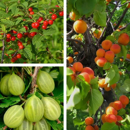Набор саженцев плодовых “Для посадки осенью“ - Картинка 1