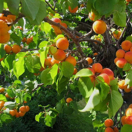 Набор саженцев плодовых “Для посадки осенью“ - Картинка 3