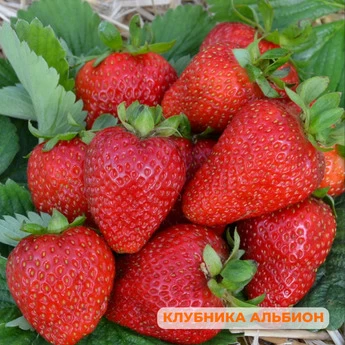 "Крупные ягоды клубники" - 25 шт (набор) - Картинка 10