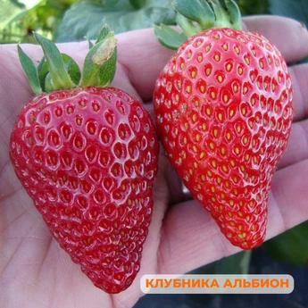 "Крупные ягоды клубники" - 25 шт (набор) - Картинка 11