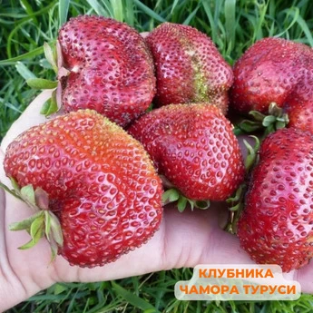 "Крупные ягоды клубники" - 25 шт (набор) - Картинка 2