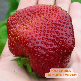 "Крупные ягоды клубники" - 25 шт (набор) - Картинка 3