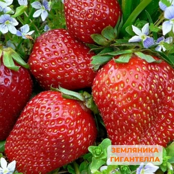"Крупные ягоды клубники" - 25 шт (набор) - Картинка 4