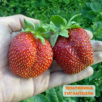 "Крупные ягоды клубники" - 25 шт (набор) - Картинка 5
