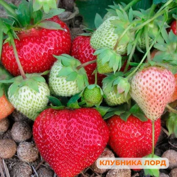 "Крупные ягоды клубники" - 25 шт (набор) - Картинка 6