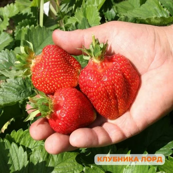 "Крупные ягоды клубники" - 25 шт (набор) - Картинка 7