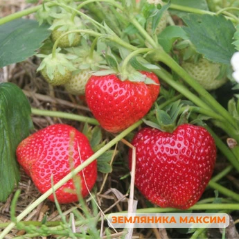 "Крупные ягоды клубники" - 25 шт (набор) - Картинка 8