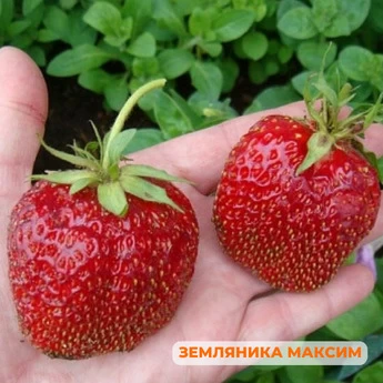 "Крупные ягоды клубники" - 25 шт (набор) - Картинка 9