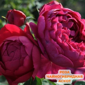Набор "Крупноцветковые розы" - Картинка 10