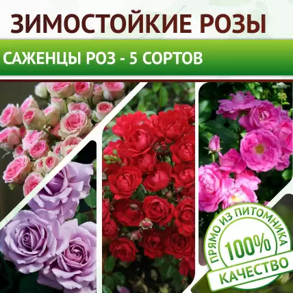 Наборы роз для базового диплома Sets of roses for basic license - somebanajp ページ！