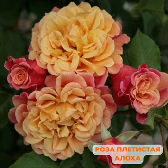 Набор "Сорта роз для Урала" - Картинка 10