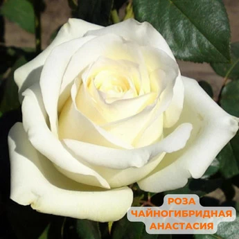 Набор "Сорта роз для Урала" - Картинка 2
