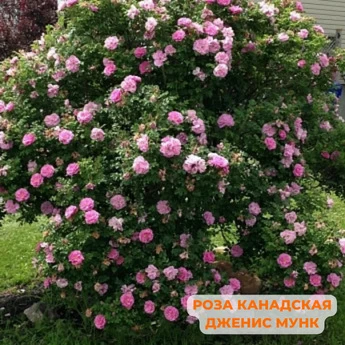 Набор "Сорта роз для Урала" - Картинка 9