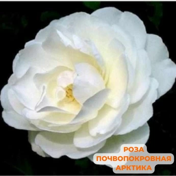 Набор "Роза белая" - Картинка 10
