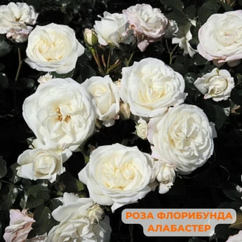 Набор "Роза белая" - Картинка 3