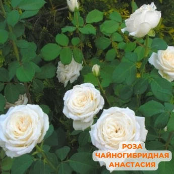Набор "Роза белая" - Картинка 9