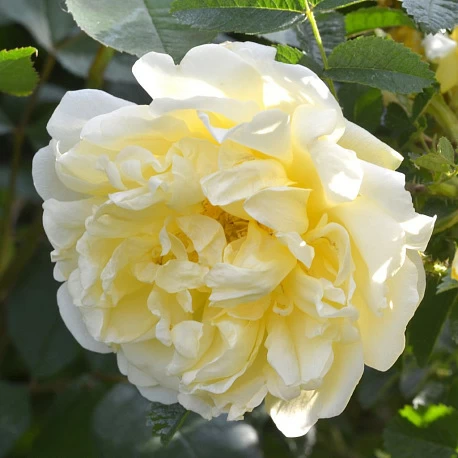 Роза морщинистая (ругоза) Агнес - Картинка 2