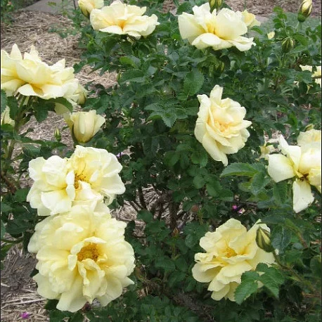 Роза морщинистая (ругоза) Агнес - Картинка 4