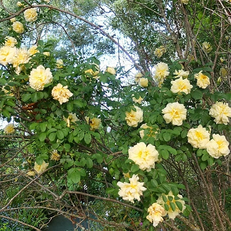 Роза морщинистая (ругоза) Агнес - Картинка 5