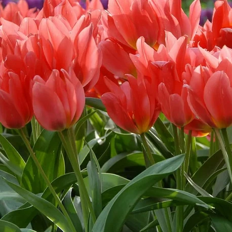 Тюльпан многоцветковый Торонто - 3шт. - Картинка 1