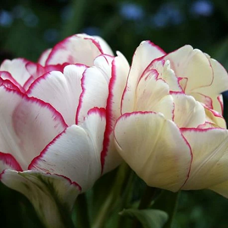 Тюльпан многоцветковый Белиция- 3шт. - Картинка 1