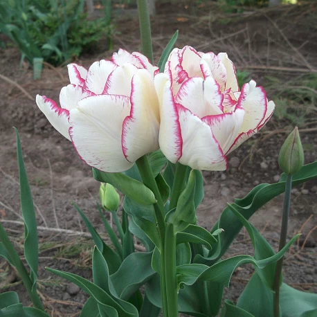 Тюльпан многоцветковый Белиция- 3шт. - Картинка 2