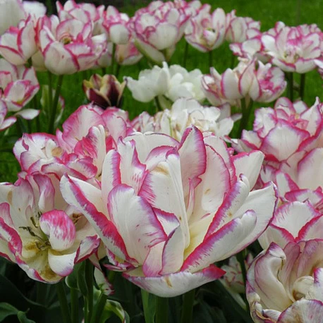 Тюльпан многоцветковый Белиция- 3шт. - Картинка 3