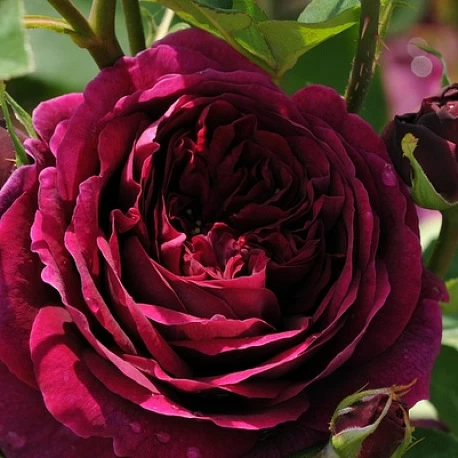 Роза парковая красная Принц - Картинка 2