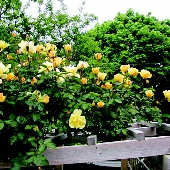 Роза Плетистая желтая Голден Шоверс  - Картинка 2