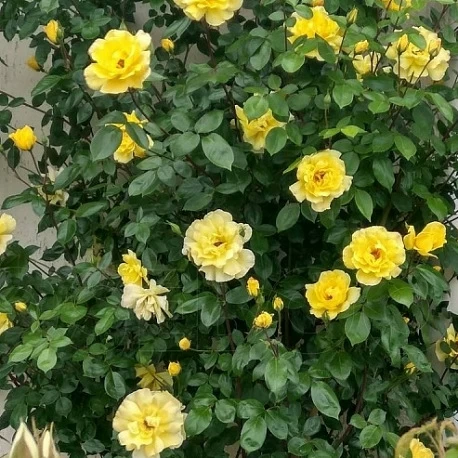Роза Плетистая желтая Голден Шоверс  - Картинка 3