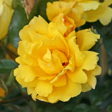 Роза Плетистая желтая Голден Шоверс  - Картинка 4