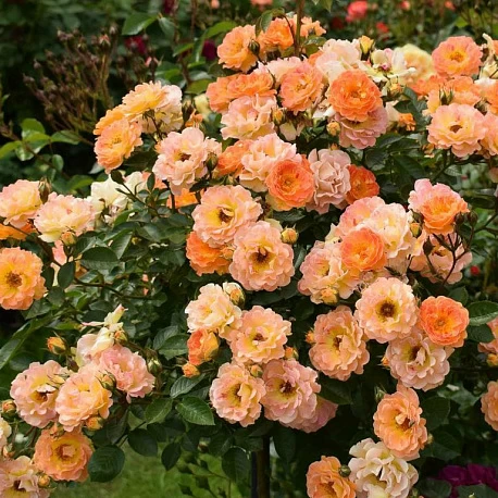 Роза почвопокровная оранжевая Бесси - Картинка 1