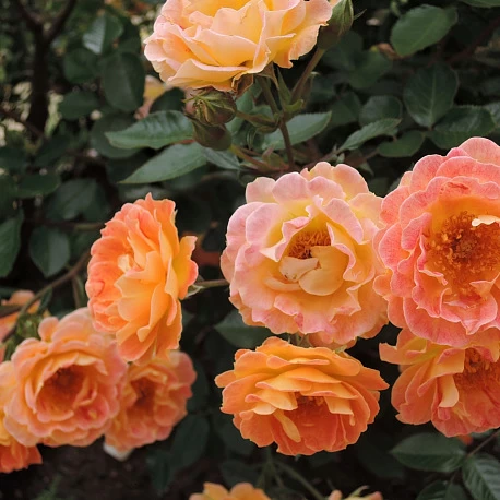Роза почвопокровная оранжевая Бесси - Картинка 2