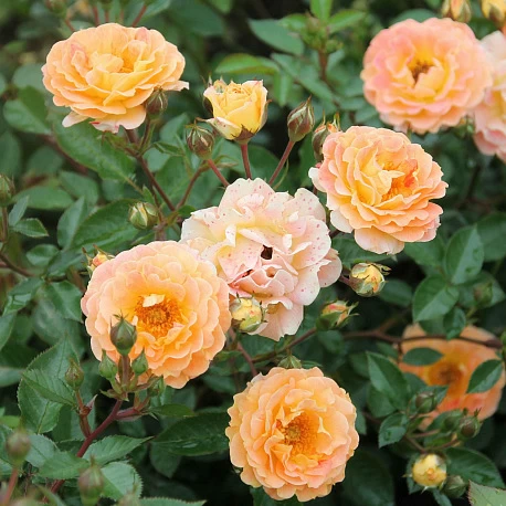 Роза почвопокровная оранжевая Бесси - Картинка 4