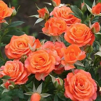 Роза спрей оранжевая Пламя - Картинка 1