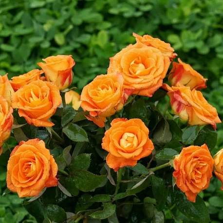 Роза спрей оранжевая Пламя - Картинка 3