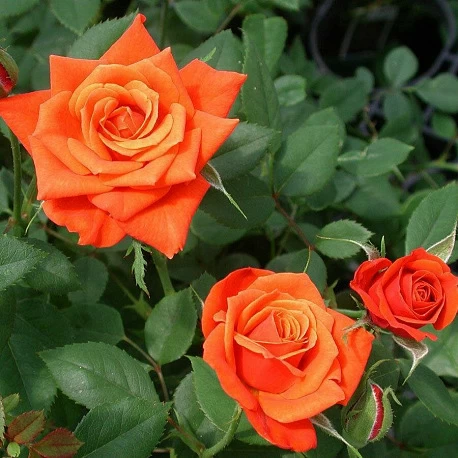 Роза спрей оранжевая Пламя - Картинка 4