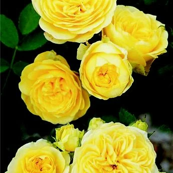 Роза флорибунда желтая Фрезия  - Картинка 1
