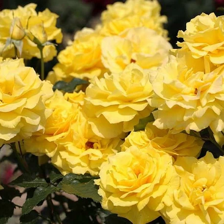 Роза флорибунда желтая Фрезия  - Картинка 3