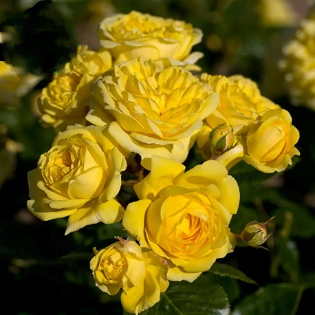Роза флорибунда желтая Фрезия  - Картинка 4