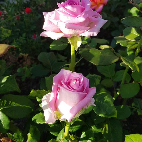 Роза чайногибридная Аква - Картинка 5